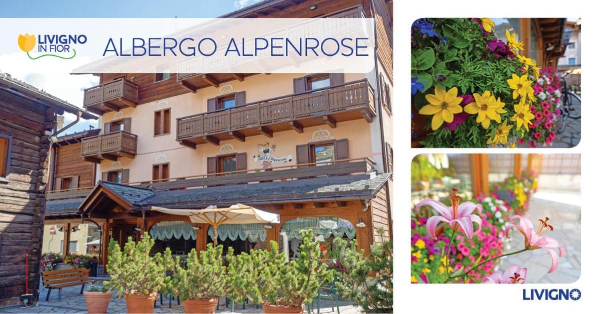 Alpenrose